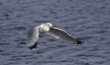 Winter Gull Workshops