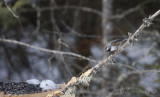Boreal Chickadee at the birdfeeders