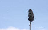 Great Gray Owl