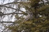 Great Gray Owl