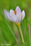 Crocus sp.