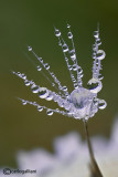 Dandelion & drops