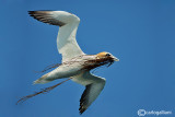 Sula-Northern Gannet (Morus bassanus)