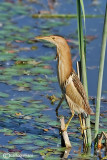 Tarabusino-Little Bittern (Ixobrychus minutus)