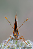 Melitaea didyma