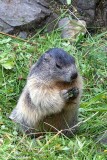 Marmotta