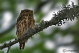 Civetta nana-Eurasian Pygmy Owl (Glaucidium passerinum)