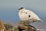 Pernice bianca-Rock Ptarmigan  (Lagopus mutus)