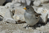 Fringuello alpino -White-winged Snowfinch (Montifringilla nivalis)