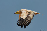 Capovaccaio- Egyptian Vulture (Neophron percnopterus) 