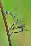 Lestes virens