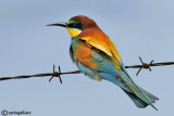 Gruccione- European Bee Eater -(Merops apiaster)