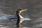 Cormorano - Cormorant (Phalacrocorax carbo)