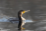 Cormorano - Cormorant  (Phalacrocorax carbo)