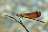 Calopteryx  haemorrhoidalis female
