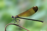 Calopteryx haemorrhoidalis female