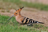 Upupa- Hoopoe (Upupa epops)