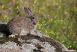 Coniglio selvatico-Rabbit ( Oryctolagus cuniculus )