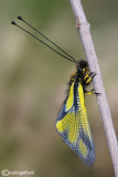 Libelloides coccajus