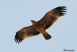 Aquila imperiale -Imperial Eagle (Aquila heliaca)