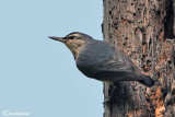 Picchio muratore di Krüper-Krueper's Nuthatch (Sitta krueperi)