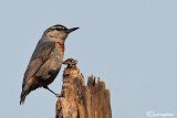 Picchio muratore di Krüper-Krueper's Nuthatch (Sitta krueperi)