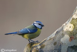 Cinciarella-Blue Tit(Cyanistes caeruleus)