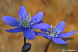 Hepatica nobilis