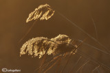 Phragmites