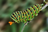 Papilio machaon