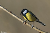 Cinciallegra -Great Tit (Parus major)