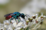 Holopyga cf. generosa 