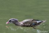 Anatra mandarina-Mandarin Duck (Aix galericulata) 