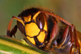 Calabrone - Hornet (Vespa crabro)