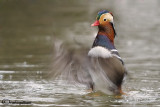 Anatra mandarina-Mandarin Duck (Aix galericulata)