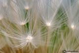 Fantasy on dandelion