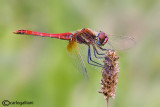 Sympetrum fonscolombi