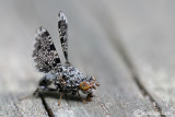 Callopistromyia annulipes 