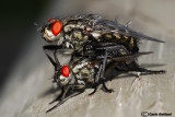 Sarcophaga carnaria
