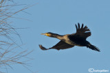 Cormorano- Great Cormorant (Phalacrocorax carbo)