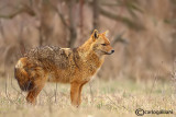 Sciacallo dorato -Golden jackal (Canis aureus) Male 