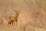 Sciacallo dorato -Golden jackal (Canis aureus) Female