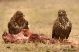 Poiana-Common Buzzard (Buteo buteo)