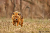 Sciacallo dorato -Golden jackal (Canis aureus) Male