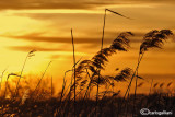 Danube delta 