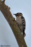 Picchio rosso minore -(Lesser Spotted Woodpecker (Dendrocopos minor)