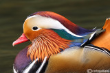 Anatra mandarina-Mandarin Duck (Aix galericulata) 