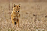 Sciacallo dorato -Golden jackal (Canis aureus) Female