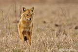 Sciacallo dorato -Golden jackal (Canis aureus) Female 