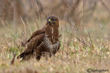 Poiana-Common Buzzard (Buteo buteo)